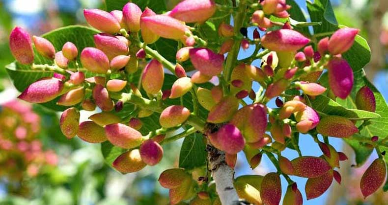 بهترین زمان کاشت نهال پسته