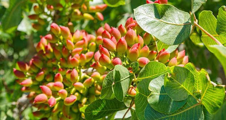 بهترین زمان کاشت نهال پسته