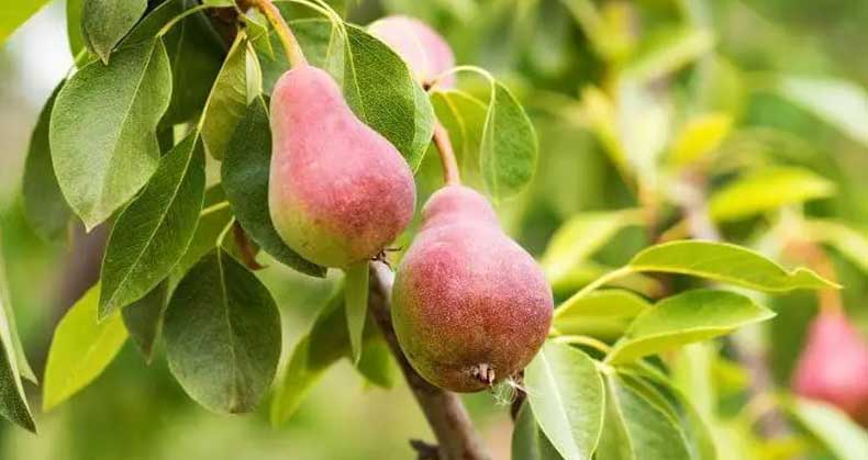 راهنمای خرید، کاشت و پرورش نهال گلابی