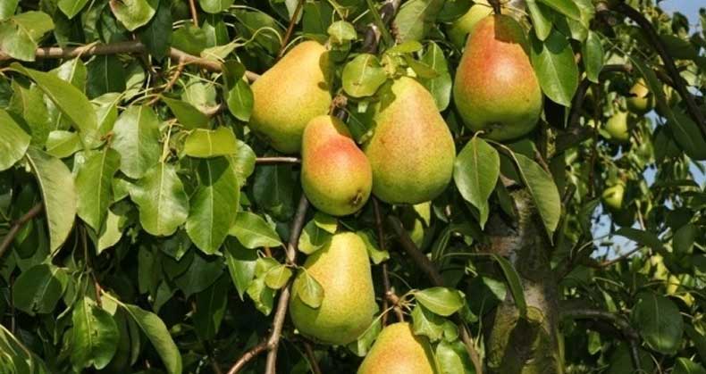 راهنمای خرید، کاشت و پرورش نهال گلابی