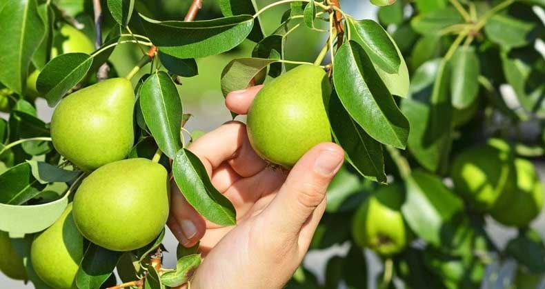 راهنمای خرید، کاشت و پرورش نهال گلابی