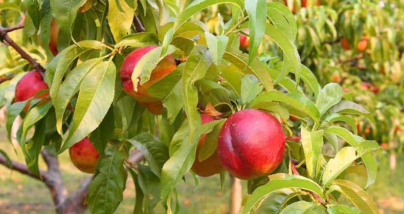 راهنمای خرید، کاشت و پرورش نهال شلیل