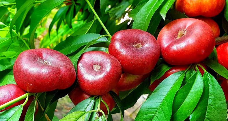 راهنمای خرید، کاشت و پرورش نهال شلیل