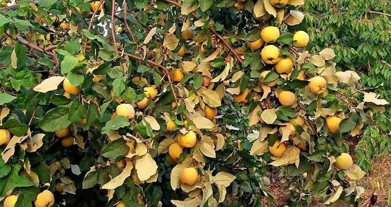 آماده سازی باردهی بیشتر نهال به