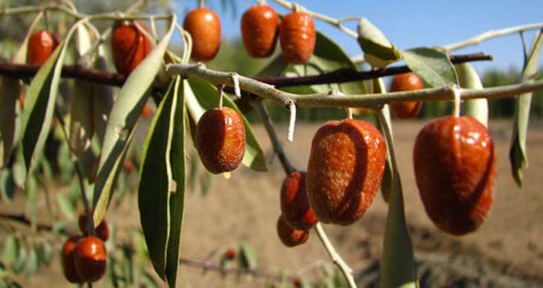 راهنمای خرید، کاشت و پرورش نهال سنجد