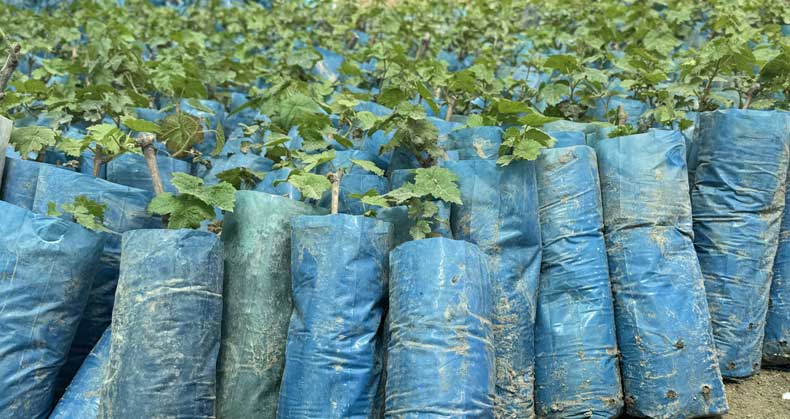 مزایای کاشت نهال گلدانی در اردیبهشت