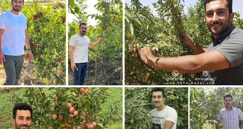 تجربه کاشت نهال های هوشمند رویال نهال