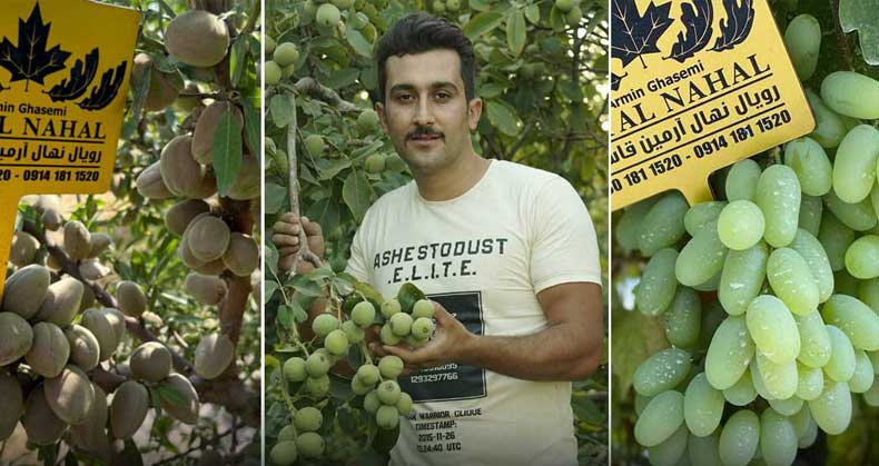 کاشت، نگهداری و برداشت برای باغداران نوپا