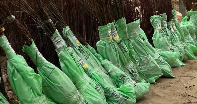 کاشت، نگهداری و برداشت برای باغداران نوپا