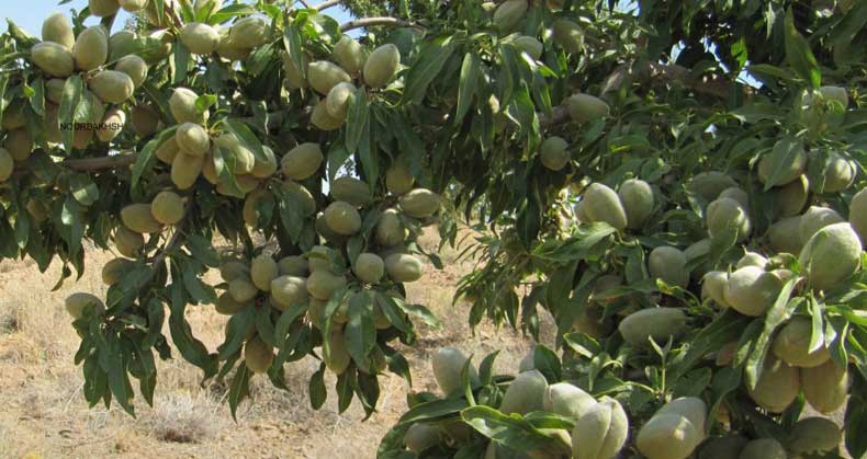 کاشت و مراقبت از بادام مقاوم به سرما و کمآبی