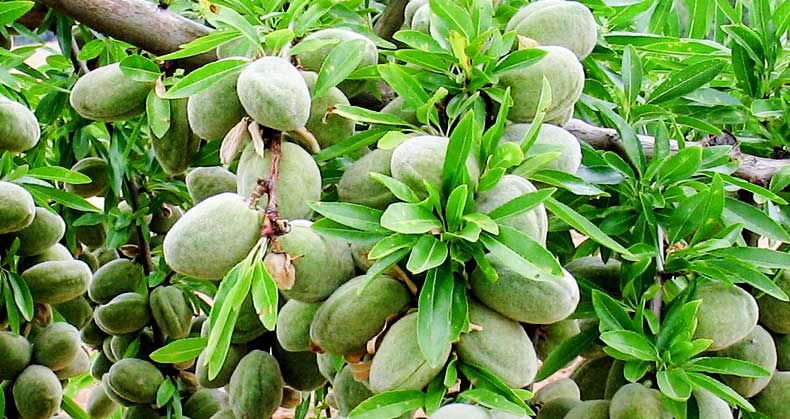 کاشت و مراقبت از بادام مقاوم به سرما و کمآبی
