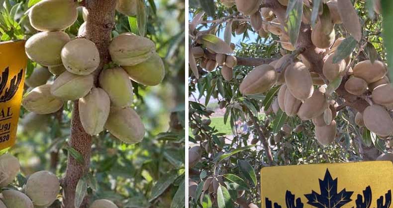 بررسی اقتصادی کاشت بادام در هکتار