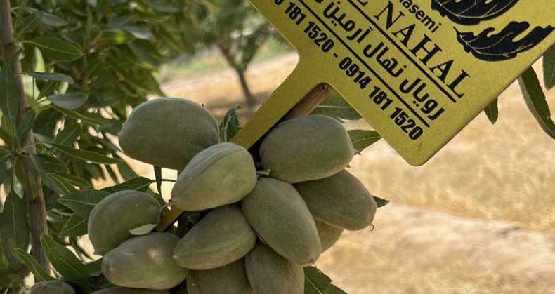 بررسی اقتصادی کاشت بادام در هکتار