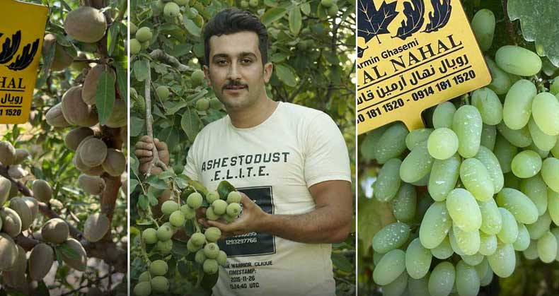 معرفی بهترین نهال میوه ایرانی و خارجی