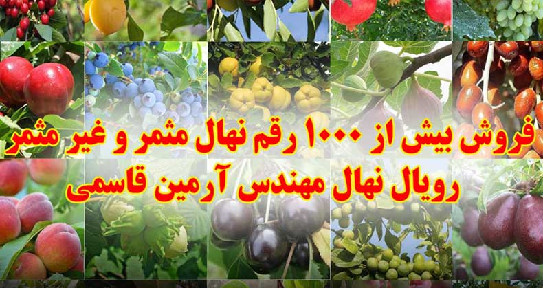 معرفی بهترین نهال میوه ایرانی و خارجی
