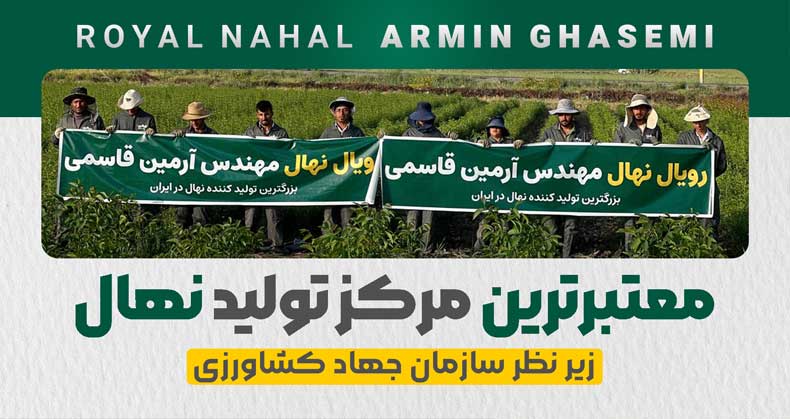 معرفی بهترین نهال میوه ایرانی و خارجی