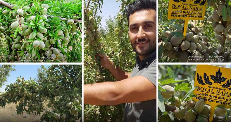 تفاوت در انواع نهال بادام