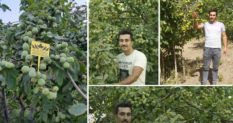 تفاوت در انواع نهال گردو