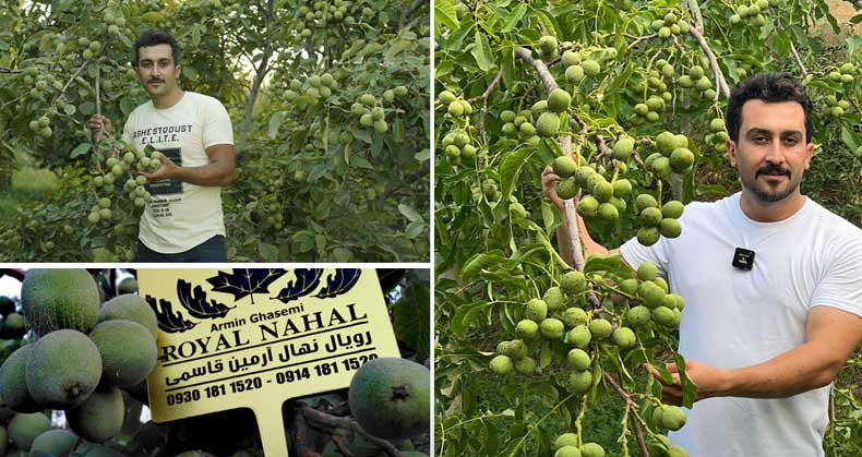 تفاوت در انواع نهال گردو
