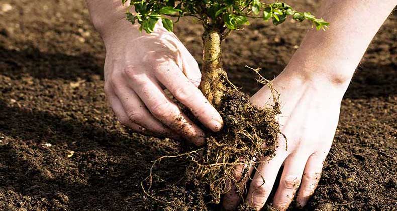 تأثیر تقویم قمری بر کاشت نهال