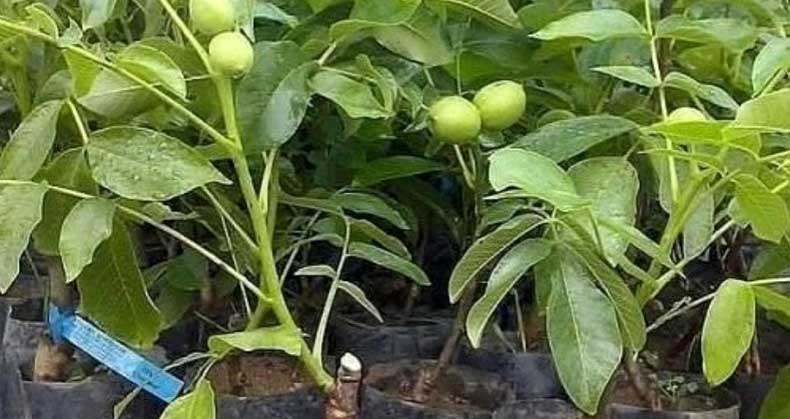 میزان باردهی نهال گلدانی