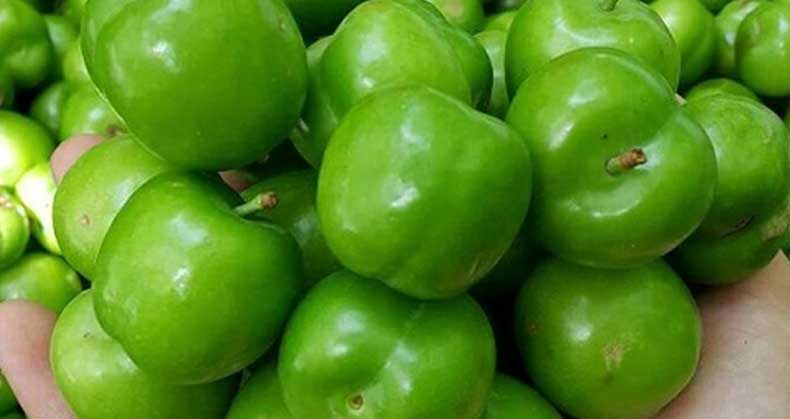 قیمت نهال گوجه سبز در سال 1404