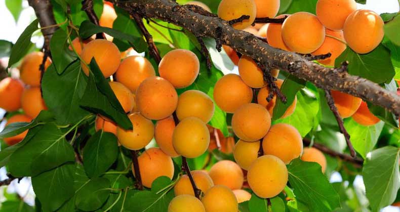 میزان باردهی نهال زردالو