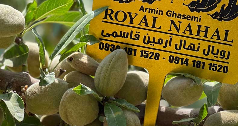 خرید نهال پربازده در دوران گرانی