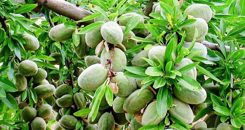 کدام نهال‌ها در ۱۴۰۵ سود بیشتری دارند؟