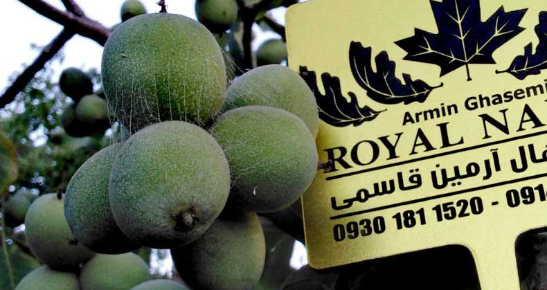 کدام نهال‌ها در ۱۴۰۵ سود بیشتری دارند؟