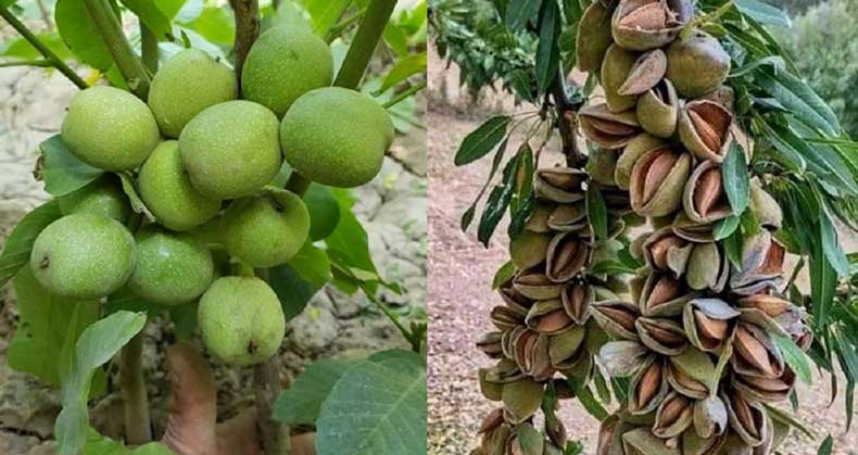 نهال‌های مقاوم به خشکسالی در ایران