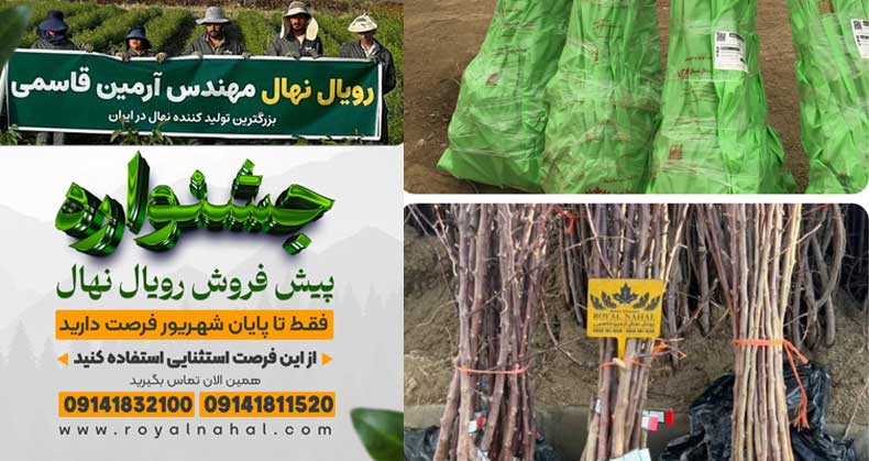 پیش ‌فروش نهال در سال ۱۴۰۴
