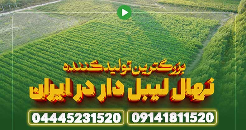 پیش ‌فروش نهال در سال ۱۴۰۴