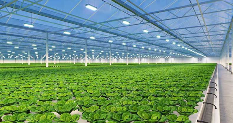 آموزش گلخانهداری از صفر تا صد؛ بهترین روشهای تولید محصولات گلخانهای