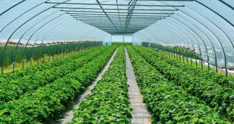 آموزش گلخانهداری از صفر تا صد؛ بهترین روشهای تولید محصولات گلخانهای