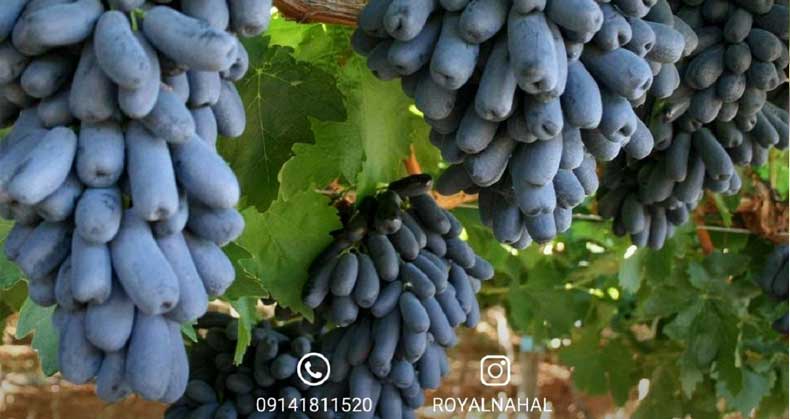 آبیاری و کوددهی نهال انگور بلک ویلیام برای افزایش کیفیت میوه