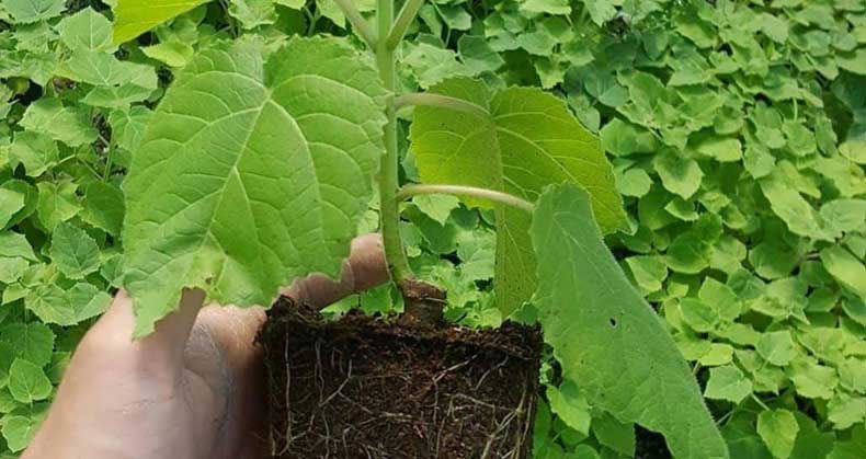 خرید و پرورش نهال پالونیا با 10 نکته مهم