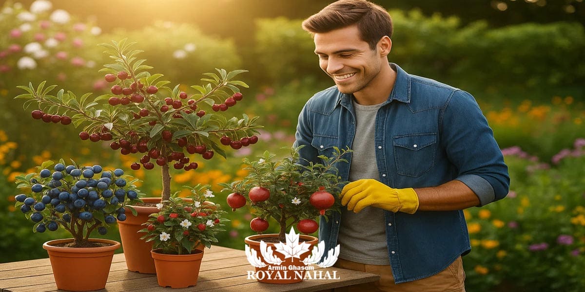 بهترین رقم های میوه گلدانی
