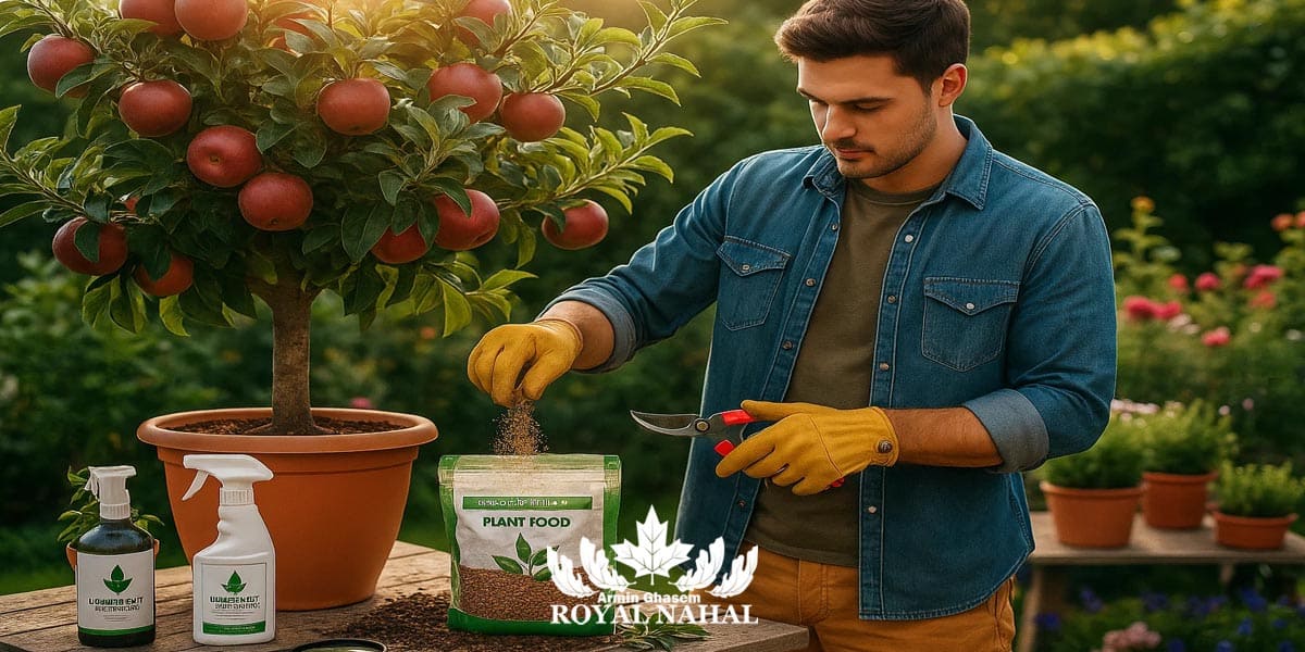 مراقبت و نگهداری برای میوه دهی درخت در گلدان