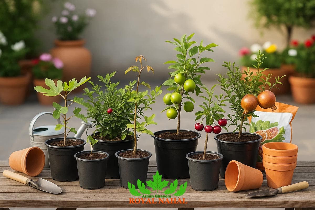 کدام نهال‌های میوه برای کاشت در گلدان مناسب هستند؟
