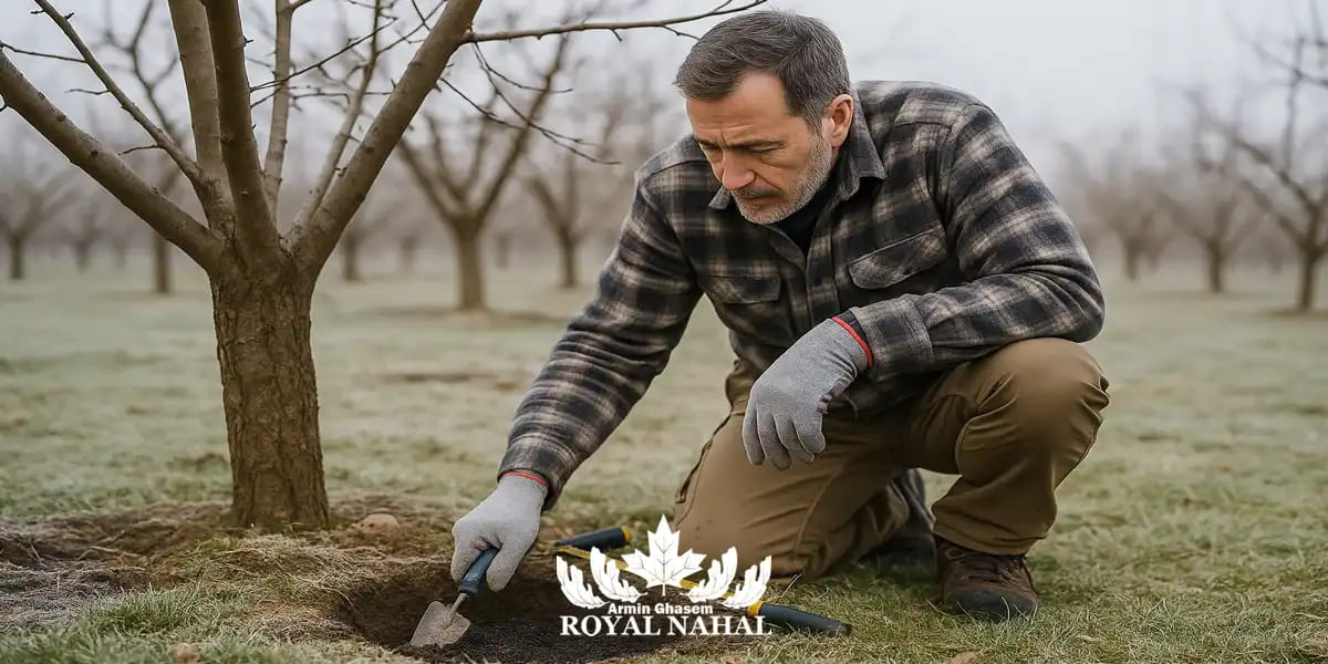 مضرات چالکود زمستانی