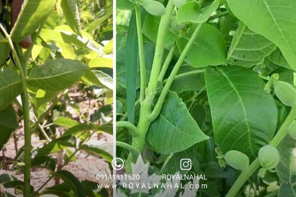 تاریخچه پیدایش و اصلاح گردو در ایران