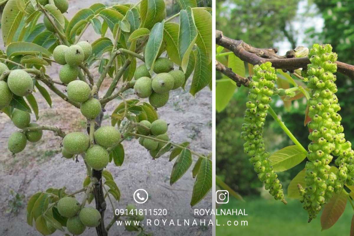 تاریخچه پیدایش و اصلاح گردو در ایران