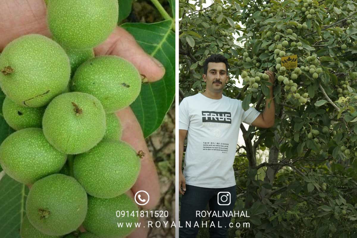 تاریخچه پیدایش و اصلاح گردو در ایران