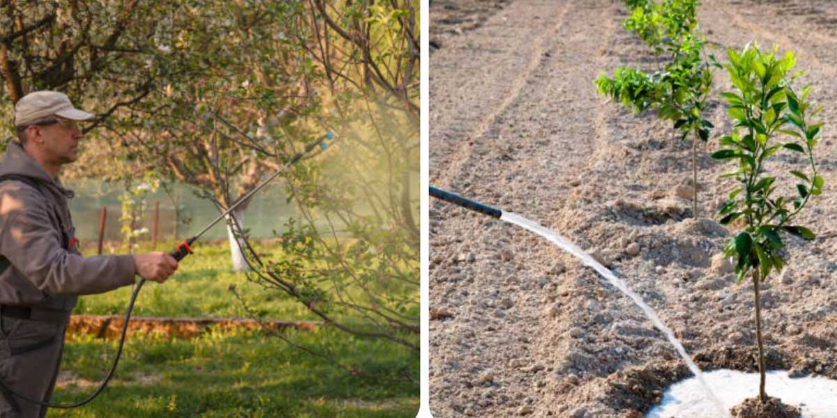 تقویم باغداری ماه به ماه