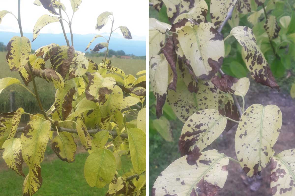 کوددهی بدون آزمایش خاک، مرگ خاموش درختان میوه