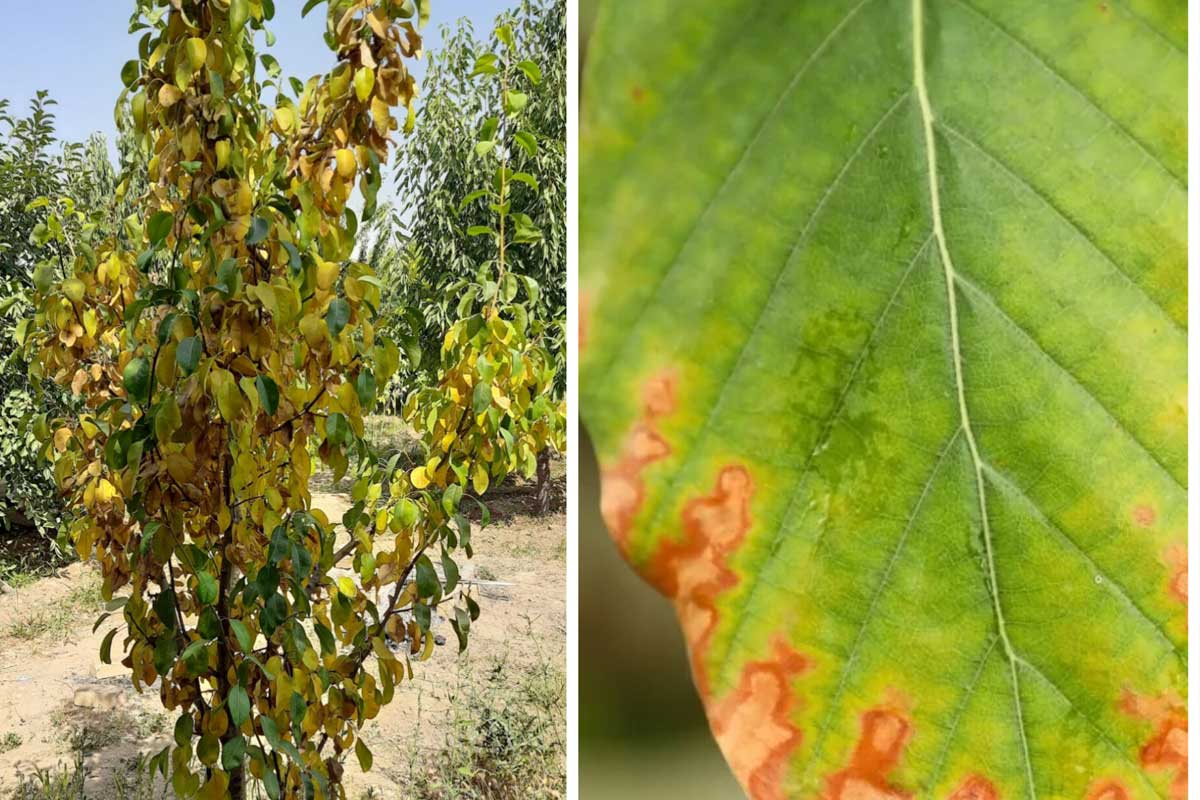 کوددهی بدون آزمایش خاک، مرگ خاموش درختان میوه