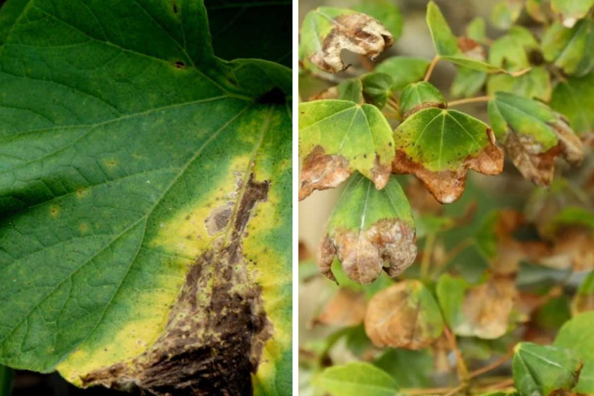 کوددهی بدون آزمایش خاک، مرگ خاموش درختان میوه