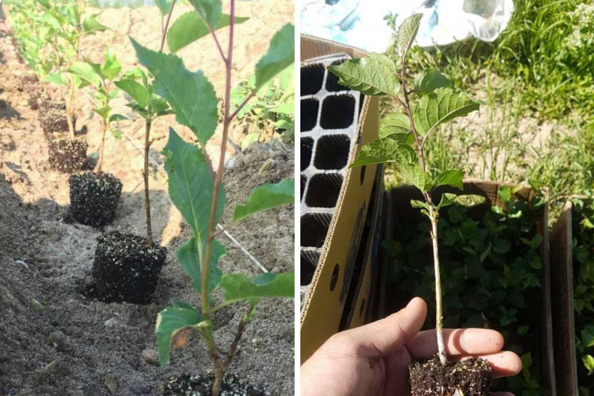 مقایسه انواع پایه‌های نهال، پایه بذری و پایه‌های رویشی