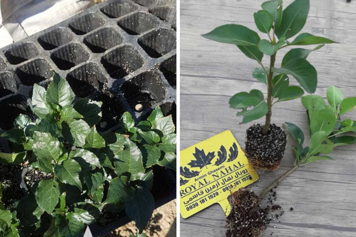 مقایسه انواع پایه‌های نهال، پایه بذری و پایه‌های رویشی